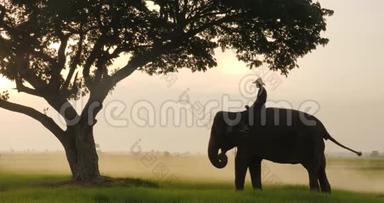 大象和狮子座的剪影在早晨是一个自然的风景。